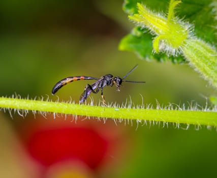 A Tailia wasp on a part of a cucumber plant.
