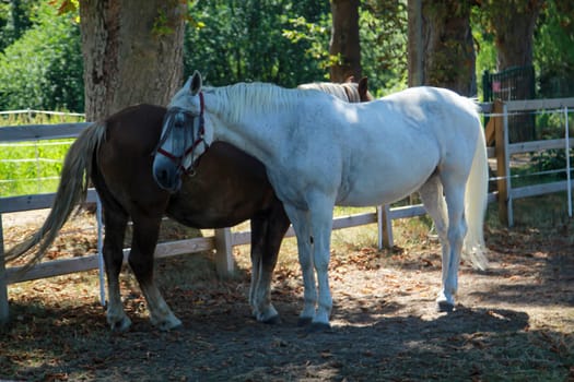 Two horses inside a fence. One white and one dark horse.