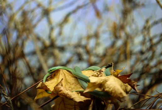 A rough grass snake lazily lying on foliage.