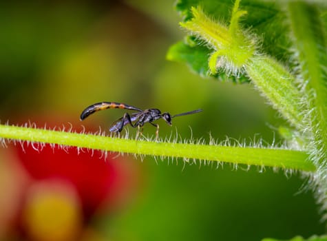 A Tailia wasp on a part of a cucumber plant.