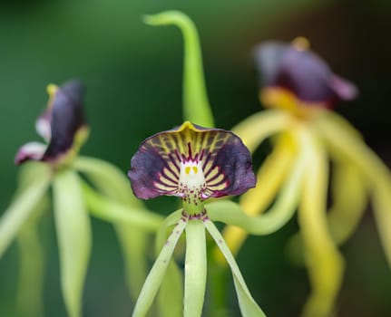 Octopus orchid or Encyclia Octopussy which is native to South America.