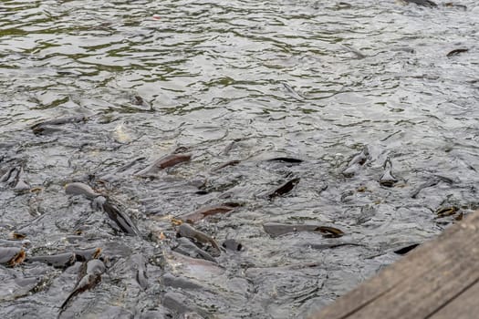 Many fish or freshwater fish in the river