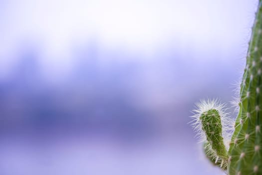 Cactus background and free space copy space