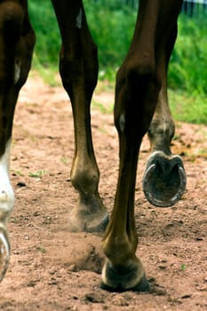 Leading horse walking along the sand track.
