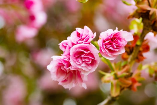 Beautiful pink cherry blossums with bokeh in detail on a sunny day in sprintime