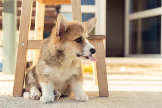 Funny little corgi dog sit on floor outdoors under wooden chair with tongue out and look away. Purebred pet, domestic animal, beautiful dog breed with big prick ears. Fluffy puppy rest in house yard.