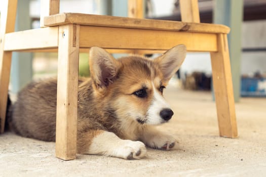 Lonely little corgi dog lie on floor outdoors under wooden chair and with sad eyes look away. Purebred pet, domestic animal, beautiful dog breed with big prick ears. Fluffy puppy rest in house yard.