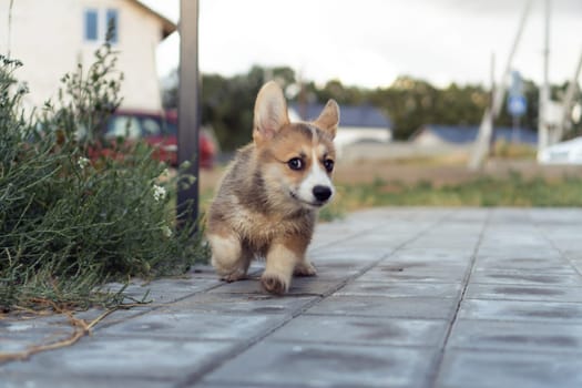 Happy little corgi dog running on gray paving stones outdoors on summer day. Purebred dog, pet, domestic animal, beautiful small doggy. Brown fluffy cute puppy walking near house yard.