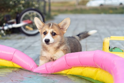 Funny little corgi dog playing with inflatable swimming pool outdoors on summer day. Purebred dog, pet, domestic animal, beautiful small doggy. Brown fluffy cute puppy walking near house yard.