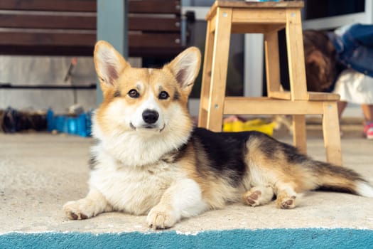 Nice corgi dog with attentive look lie on floor outdoors in house yard near wooden chair. Purebred pet, domestic animal, beautiful dog breed with big prick ears. Fluffy friend enjoy relaxing.