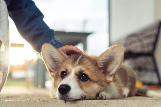 Nice corgi dog lie with head on floor outdoors and look away. Rest on sunset. Closeup photo, selective focus. Purebred dog, domestic animal, beautiful pet. Hand of child caress cute fluffy puppy.