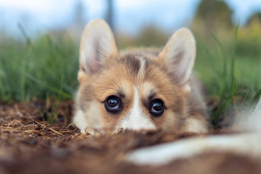 Charming little corgi dog with beautiful big eyes lie on ground outdoors. Closeup photo, selective focus. Purebred dog, pet, domestic animal, beautiful doggy. Cute fluffy puppy walking on green lawn.
