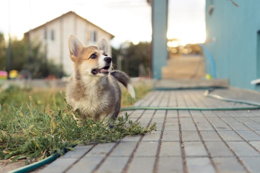 Nice little corgi dog on gray paving stones outdoors on summer looking up. Purebred dog, pet, domestic animal, beautiful small doggy. Brown fluffy cute puppy walking at sunset near house yard.