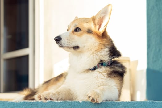 Cute corgi dog attentively look away lying on floor outdoors near house wall, side view. Purebred pet, domestic animal, beautiful dog breed with big prick ears. Groomed fluffy friend relaxing.