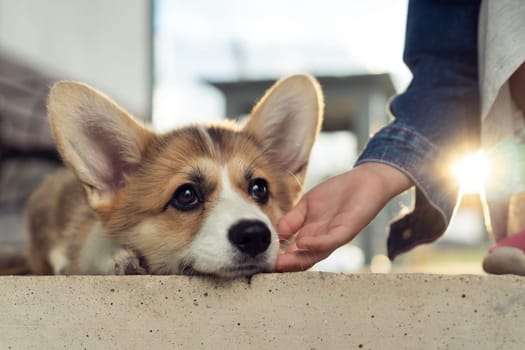 Happy little corgi dog lying on floor outdoors and looking away. Closeup photo, selective focus. Purebred dog, pet, domestic animal, beautiful doggy. Hand of child caress cute fluffy puppy.