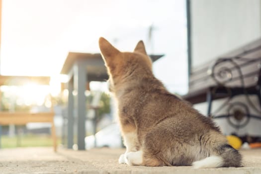 Little corgi dog sit on floor outdoors turning around and watch sunset. Purebred pet, domestic animal, beautiful dog breed with big prick ears. Groomed fluffy puppy walking in house yard.