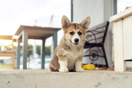 Pretty little corgi dog sitting on floor outdoors. Purebred pet, domestic animal, beautiful dog breed with big prick ears. Groomed brown fluffy puppy resting and walking in house yard.