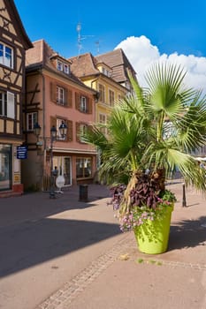 Shopping street in the old town of Colmar in France with a palm tree as decoration in front of a store