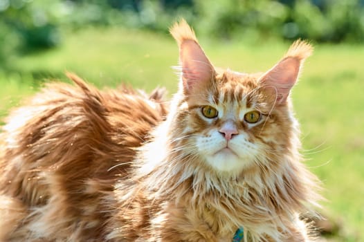 ginger cat looks into the camera close-up, meikun. High quality photo