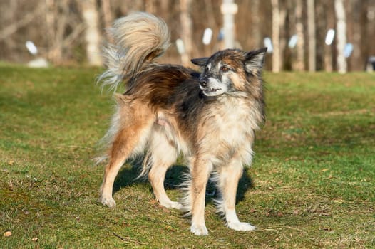 the yard dog is standing on the lawn. High quality photo