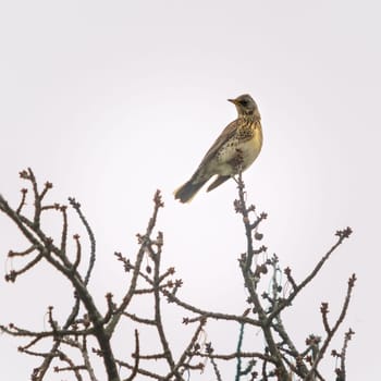 song thrush on a branch of a cherry tree