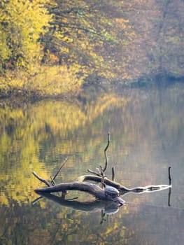 Water turtle on a log in the lake.