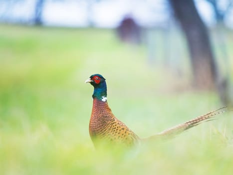 Wild pheasant in a grass