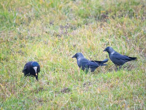 Raven on the grass envy of food and angry looks