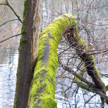 Tree branches covered with moss. Branchy forest in moss. Mossy forest with branchy trees. Mossy tree branches