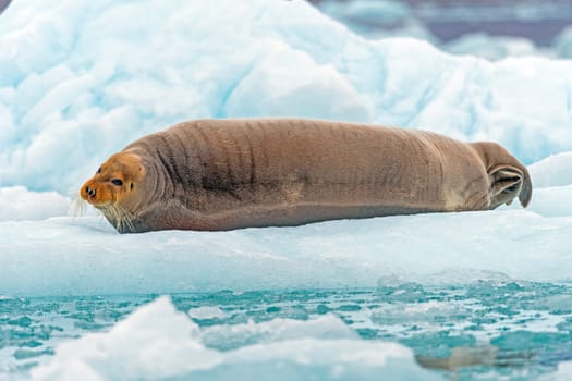Bearded Seal in Repose on an Iceberg at Lilliehookfjorden in the Svalbard Islands in Norway