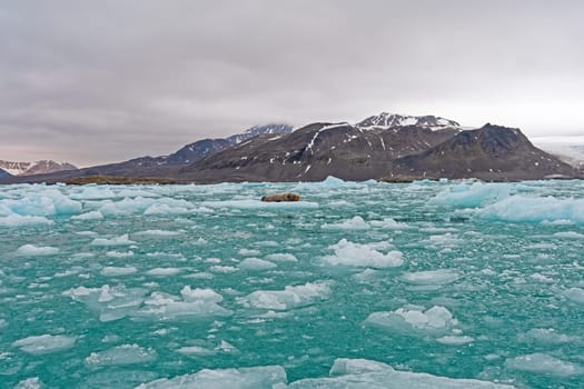 Bearded Seal in a Sea of Icebergs at Lilliehookfjorden in the Svalbard Islands in Norway
