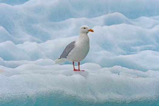 Glaucous Gull on an Iceberg at Lilliehookfjorden in the Svalbard Islands in Norway