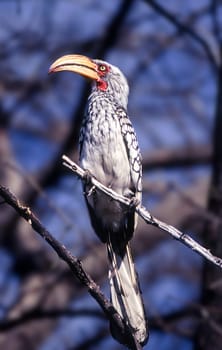 Southern Yellowbilled Hornbill (Tockus flavirostris), Central Kalahari Game Reserve, Ghanzi, Botswana, Africa