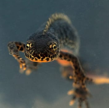 Mountain newt,Ichthyosaura alpestris