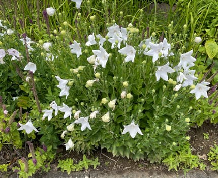 . Balloon flower,Platycodon grandiflorum is an attractive ornamental flower with beautiful blue flowers. Balloon flower,Platycodon grandiflorum is an attractive ornamental flower with beautiful blue flowers.