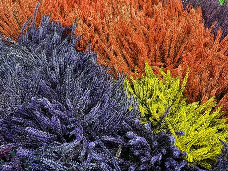 Broom heather,Calluna vulgaris,also called heather,is the only species of the monotypic plant genus Calluna belonging to the heather family. Common heather,Calluna vulgaris,also called heather,is the only species of the monotypic plant genus Calluna,which belongs to the heather family.