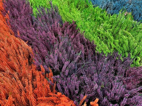 Broom heather,Calluna vulgaris,also called heather,is the only species of the monotypic plant genus Calluna belonging to the heather family. Common heather,Calluna vulgaris,also called heather,is the only species of the monotypic plant genus Calluna,which belongs to the heather family.