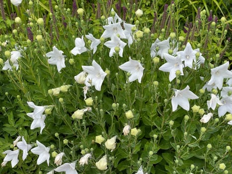 . Balloon flower,Platycodon grandiflorum is an attractive ornamental flower with beautiful blue flowers. Balloon flower,Platycodon grandiflorum is an attractive ornamental flower with beautiful blue flowers.