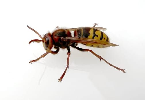 Hornet,Vespa crabro,is the largest native wasp species and is strictly protected. Hornet,Vespa crabro,is the largest native wasp species and is strictly protected.