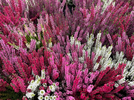 Broom heather,Calluna vulgaris,also called heather,is the only species of the monotypic plant genus Calluna belonging to the heather family. Common heather,Calluna vulgaris,also called heather,is the only species of the monotypic plant genus Calluna,which belongs to the heather family.