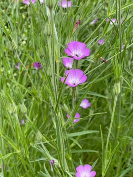Kornrade,Agrostemma githago,is an important medicinal plant with purple flowers and is widely used in medicine. Corn wheel,Agrostemma githago,is an important medicinal plant with purple flowers and is widely used in medicine.