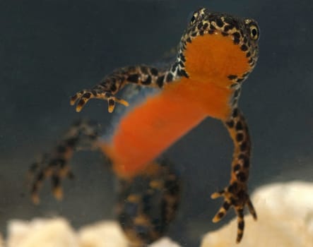 Mountain newt,Ichthyosaura alpestris