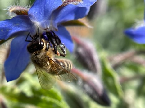 Bee,Apis mellifera,is an important insect for staining plants and collecting honey. Honey bee,Apis mellifera,is an important insect for pollinating plants and collecting honey.