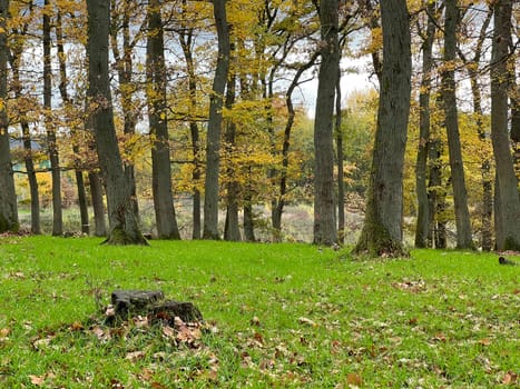 Autumn forest,autumn impression in the forest with colourful leaves. Autumn forest,autumn impression in the forest with colorful leaves.
