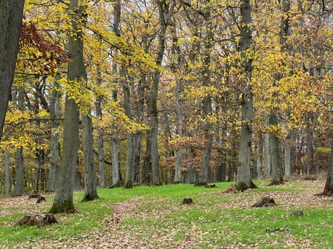Autumn forest,autumn impression in the forest with colourful leaves. Autumn forest,autumn impression in the forest with colorful leaves.