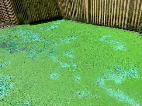 Concrete gardens are sterile stones in buildings,a questionable,temporary trend,with negative effects on the environment. Concrete gardens are sterile deserts of stone in front yards,a questionable temporary trend with negative environmental impacts.