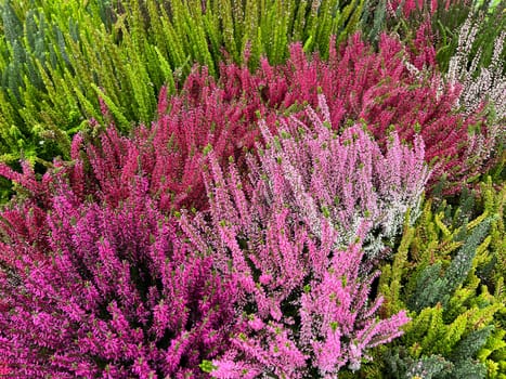 Broom heather,Calluna vulgaris,also called heather,is the only species of the monotypic plant genus Calluna belonging to the heather family. Common heather,Calluna vulgaris,also called heather,is the only species of the monotypic plant genus Calluna,which belongs to the heather family.