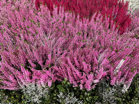 Broom heather,Calluna vulgaris,also called heather,is the only species of the monotypic plant genus Calluna belonging to the heather family. Common heather,Calluna vulgaris,also called heather,is the only species of the monotypic plant genus Calluna,which belongs to the heather family.