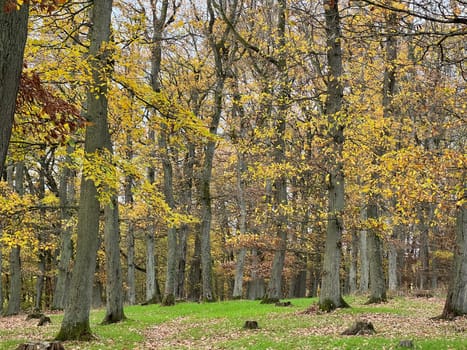Autumn forest,autumn impression in the forest with colourful leaves. Autumn forest,autumn impression in the forest with colorful leaves.