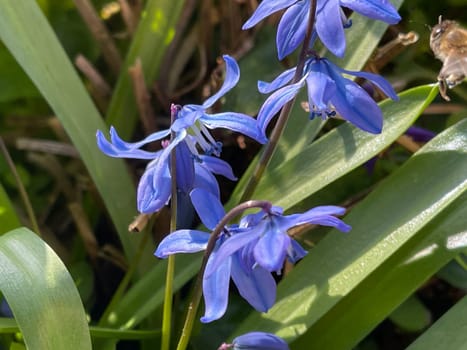 Bluestar,Scilla Sibirica,Bluestar is an early bluefish with beautiful blue flowers. Squill,Scilla Sibirica,Squill is an early bloomer with beautiful blue flowers.